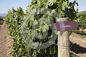 Vineyard - Malbec