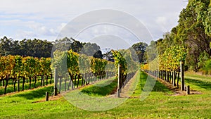 Vineyard at Margaret River, Australia photo