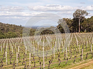 Vineyard, Margaret River wine region, Western AustraliaVineyard, Margaret River wine region, Western Australia