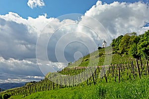 Vineyard in Maribor