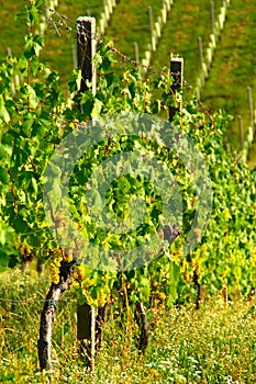 Vineyard In Maribor, Slovenia