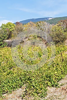 Vineyard in Massandra region of Crimea