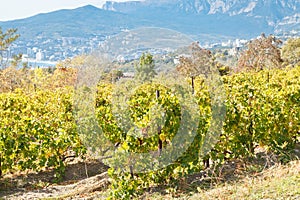 Vineyard in Massandra region of south coast Crimea