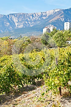 Vineyard in Massandra of south coast of Crimea