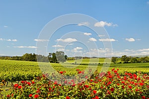 Vineyard in McLaren Vale with roses