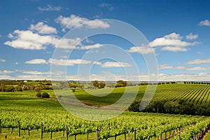 Vineyard in McLaren Vale, South Australia