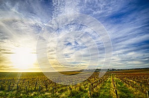 Vineyard in McLaren Vale, South Australia