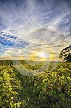 Vineyard in McLaren Vale, South Australia