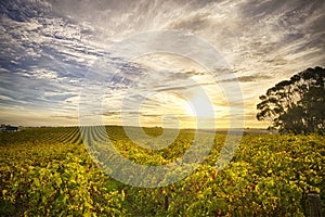 Vineyard in McLaren Vale, South Australia photo