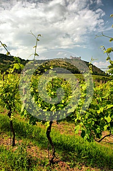 Vineyard and medieval ruin