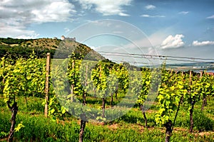 Vineyard with medieval ruin