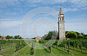 Vineyard on Mediteranean island near Venice, Italy