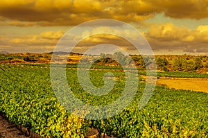 A vineyard in a mediterranean country at sunset