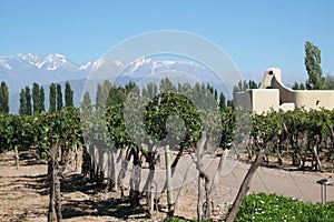 Vineyard Mendoza photo