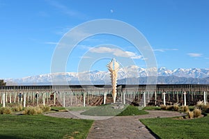 Vineyard in Mendoza, Aconcagua Background