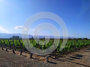 Vineyard in Mendoza, Argentina