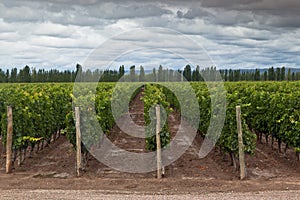Vineyard in Mendoza Argentina photo