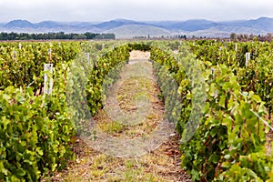 Vineyard in Mendoza Argentina