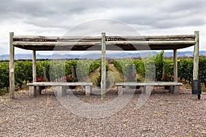 Vineyard in Mendoza Argentina