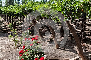 Vineyard Mendoza Argentina