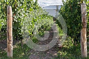 Vineyard in Mendoza Argentina