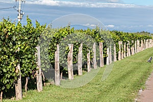 Vineyard in Mendoza Argentina