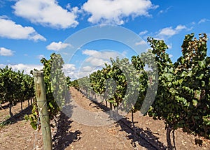 Vineyard in Mendoza Province, Argentina