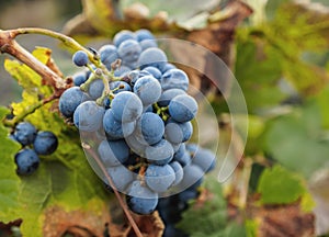 Vineyard in Mendoza Province, Argentina