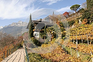 Vineyard in meran, south tyrol