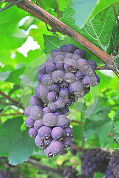 Vineyard merlot