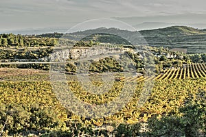 Vineyard in Minervois, Occitanie in south of France photo