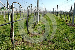 Vineyard with modern system for irrigation photo