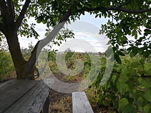 Vineyard, Moldova