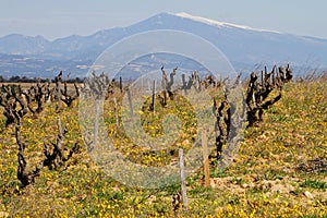 Vineyard and Mont Ventoux