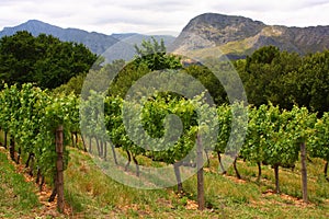 Vineyard, Montague, Route 62, South Africa,