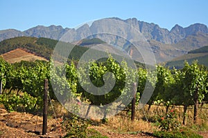 Vineyard in Montague, Route 62, South Africa