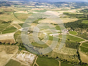 The vineyard of Montalcino