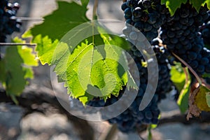 Vineyard in Montalcino, Val d`Orcia, Tuscany, Italy