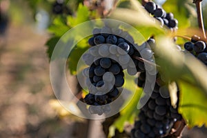 Vineyard in Montalcino, Val d`Orcia, Tuscany, Italy