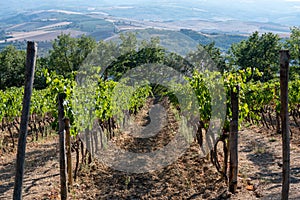 Vineyard in Montalcino, Val d`Orcia, Tuscany, Italy