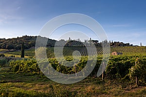 Vineyard in Montalcino, Val d`Orcia, Tuscany, Italy