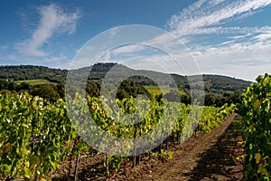 Vineyard in Montalcino, Val d`Orcia, Tuscany, Italy