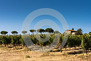 Vineyard in Montalcino, Val d`Orcia, Tuscany, Italy