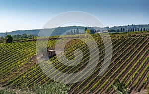 Vineyard in Montalcino, Val d`Orcia, Tuscany, Italy
