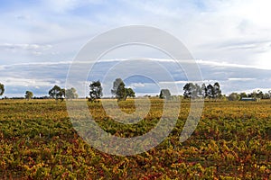 Vineyard in the morning in Coonawarra winery region during Autumn in South Australia.