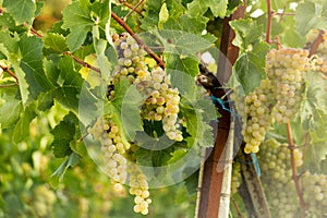 Vineyard morning grapes ripe in autumn Zitsa Greece