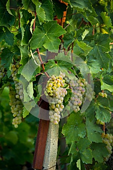 Vineyard morning grapes ripe in autumn Zitsa Greece