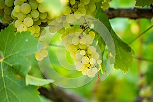 Vineyard morning grapes ripe in autumn Zitsa Greece