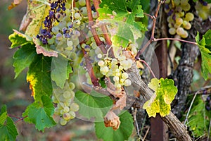 Vineyard morning grapes ripe in autumn Zitsa Greece