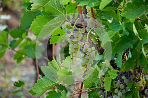 Vineyard morning grapes ripe in autumn Zitsa Greece